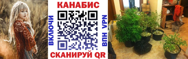 Шишки марихуана сатива  Георгиевск 
